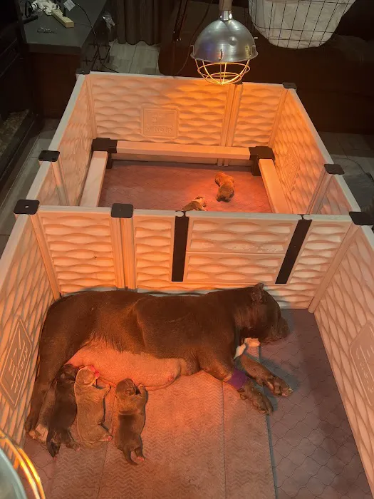 PriorityPet Urgent Care 12