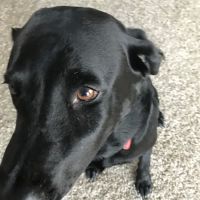 Your Pet Dentist ico