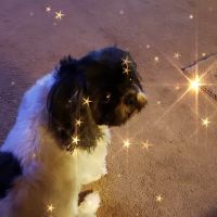 Advanced Animal Eye Care ico
