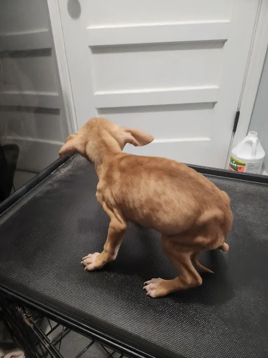 Memphis Veterinary Specialists 5