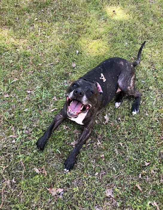 Senatobia Animal Hospital 10