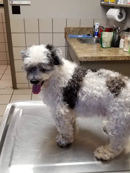 Senatobia Animal Hospital 7