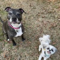 Senatobia Animal Hospital ico