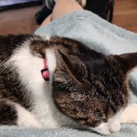 Coldwater Animal Hospital ico