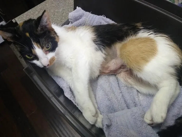 Coldwater Animal Hospital 2