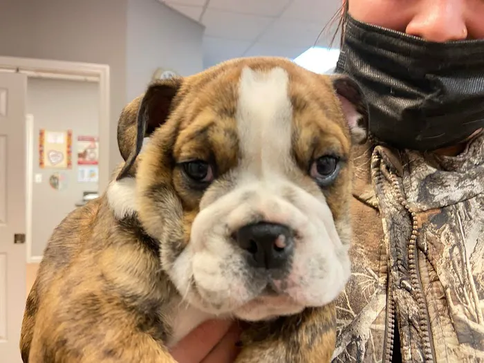 PetCare Animal Hospital 12