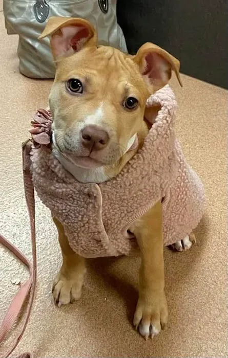 PetCare Animal Hospital 12