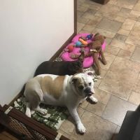 Bryson Veterinary Clinic ico