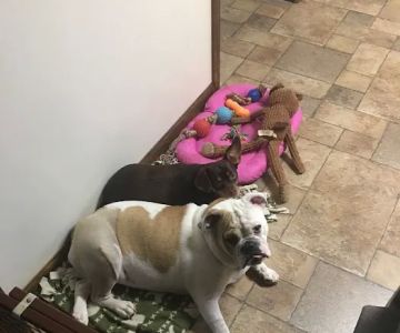 Bryson Veterinary Clinic