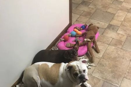 Bryson Veterinary Clinic