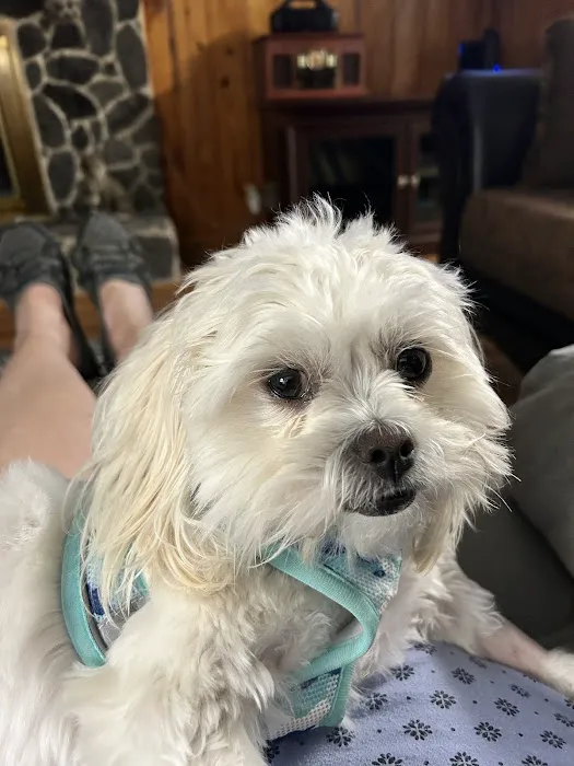 Blue Ridge Animal Clinic 2