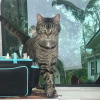Byrd Creek Veterinary Mobile Service, LLC ico