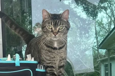 Byrd Creek Veterinary Mobile Service, LLC