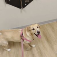 Partners for Pets Veterinary Hospital ico