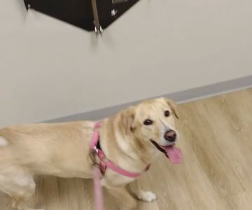 Partners for Pets Veterinary Hospital