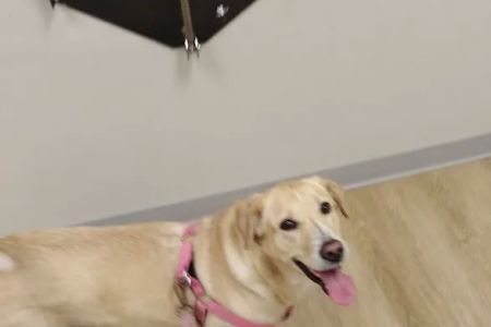 Partners for Pets Veterinary Hospital