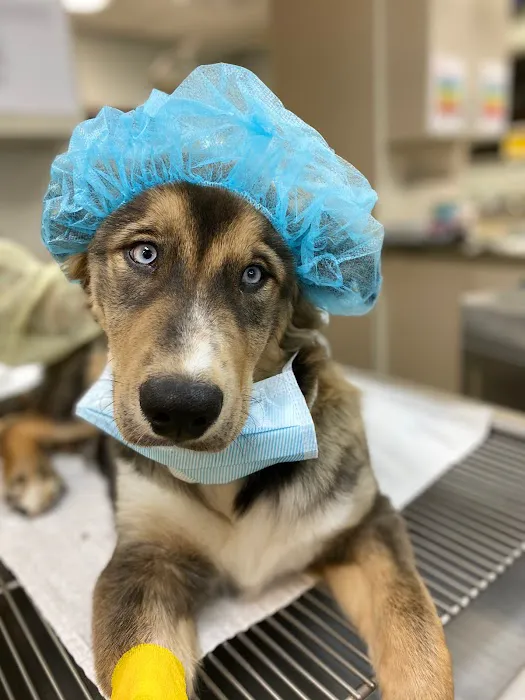 Goodwin Animal Hospital at Pike Road 8