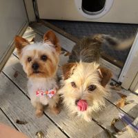 Dogwood Park Animal Clinic ico