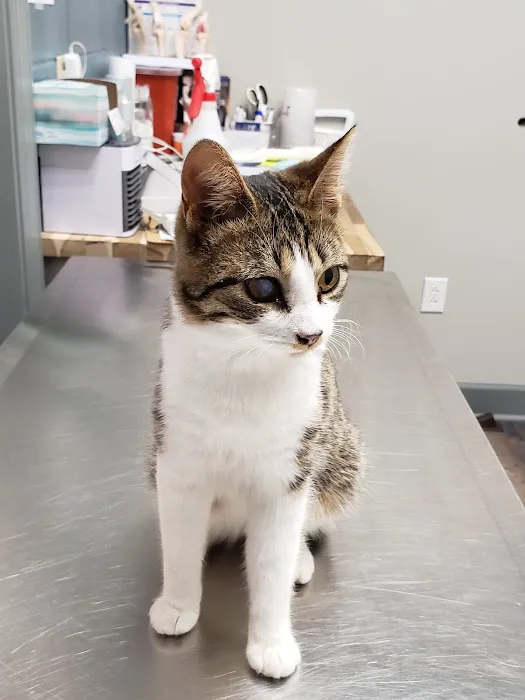 Dogwood Park Animal Clinic 12