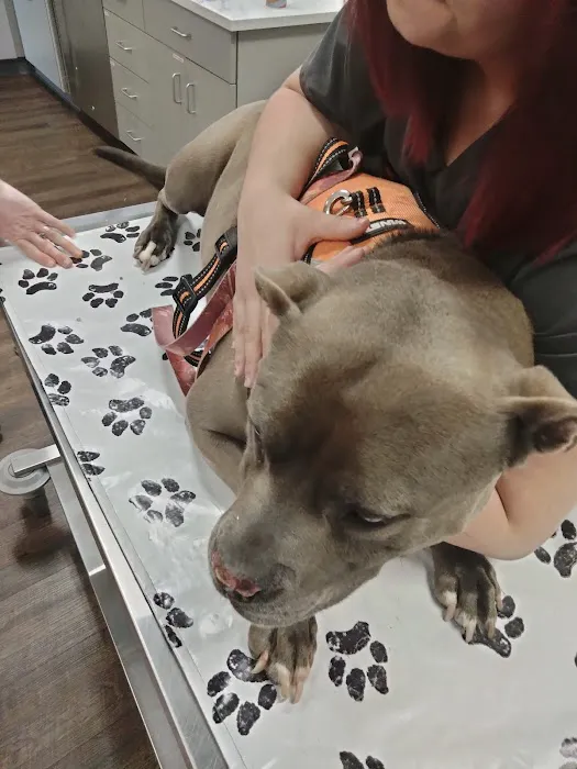 VetIQ Petcare 12