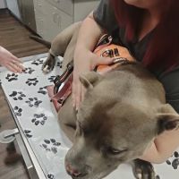 VetIQ Petcare ico