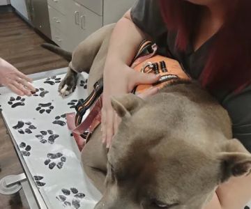 VetIQ Petcare