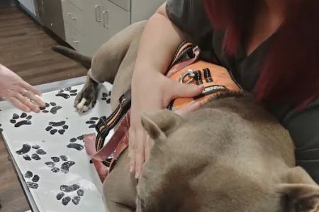 VetIQ Petcare