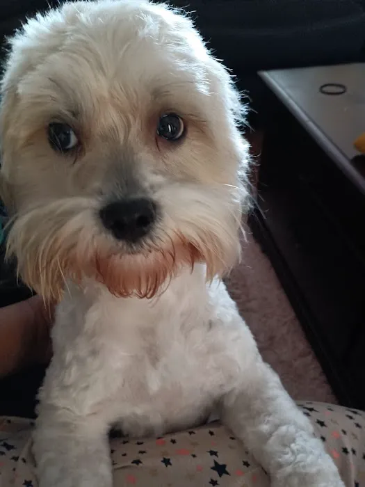 VetIQ Petcare 12