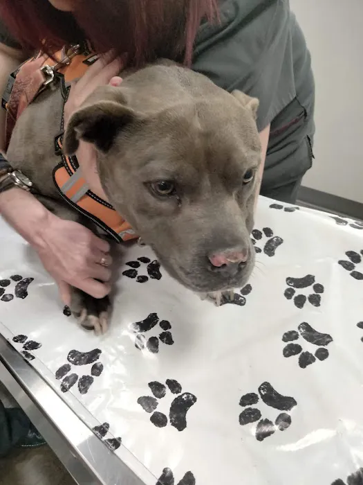 VetIQ Petcare 12