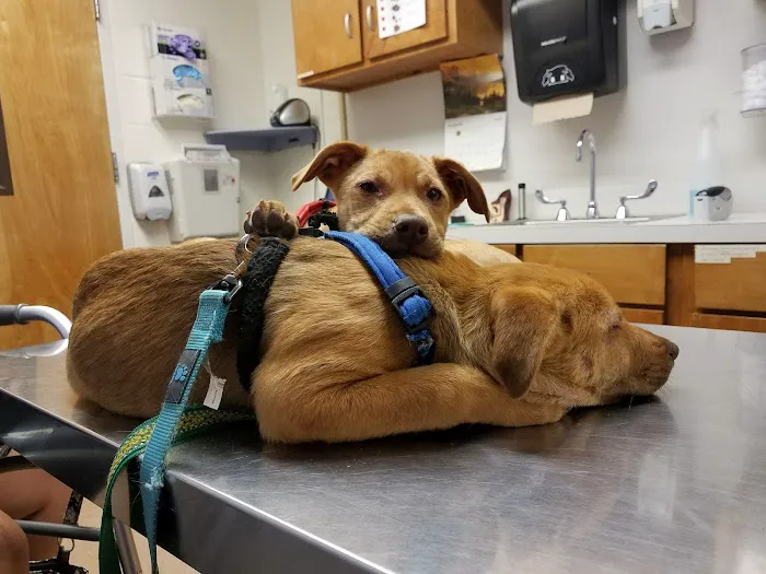 Fort Eisenhower Veterinary Treatment Facility 12