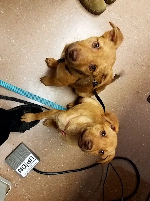 Fort Eisenhower Veterinary Treatment Facility 12