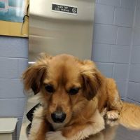 Fort Eisenhower Veterinary Treatment Facility ico