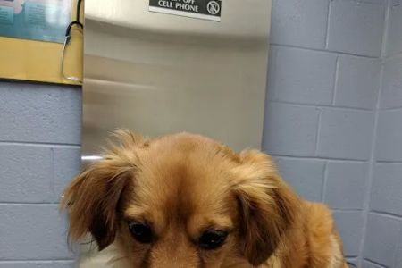 Fort Eisenhower Veterinary Treatment Facility