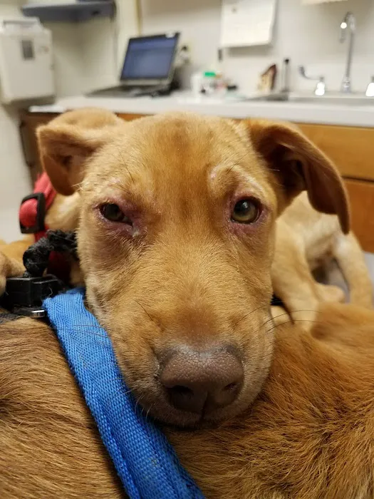 Fort Eisenhower Veterinary Treatment Facility 12