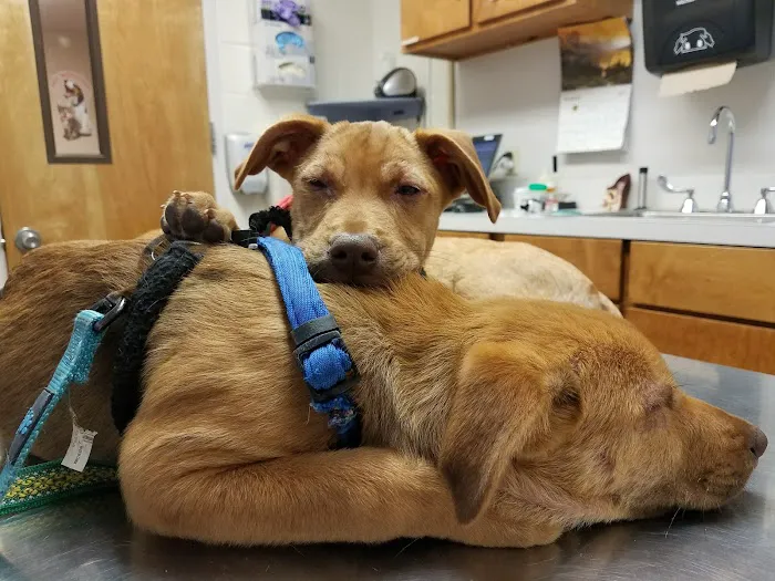 Fort Eisenhower Veterinary Treatment Facility 12