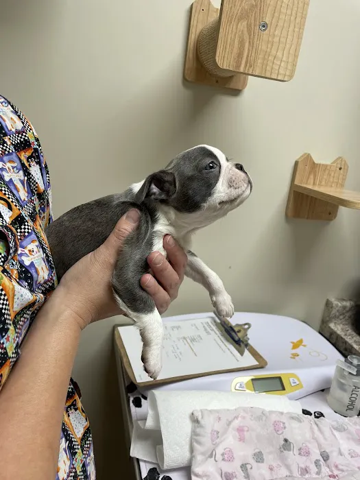 Sanderlin Veterinary Hospital 10