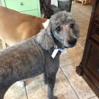 Happy Life Animal Hospital ico