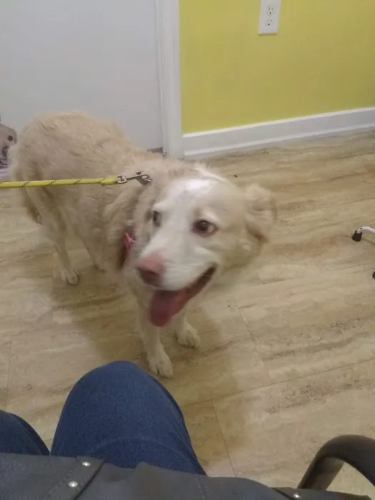 Happy Life Animal Hospital 7