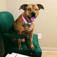 Pine Lakes Animal Hospital ico