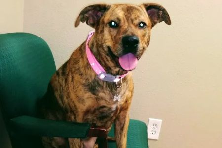 Pine Lakes Animal Hospital