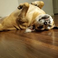 Shelton Veterinary Clinic ico