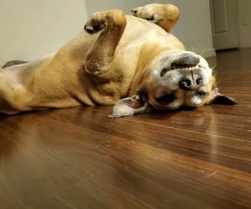 Shelton Veterinary Clinic
