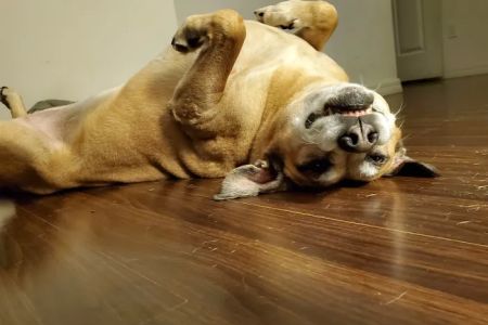 Shelton Veterinary Clinic