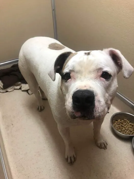 Shelton Veterinary Clinic 12