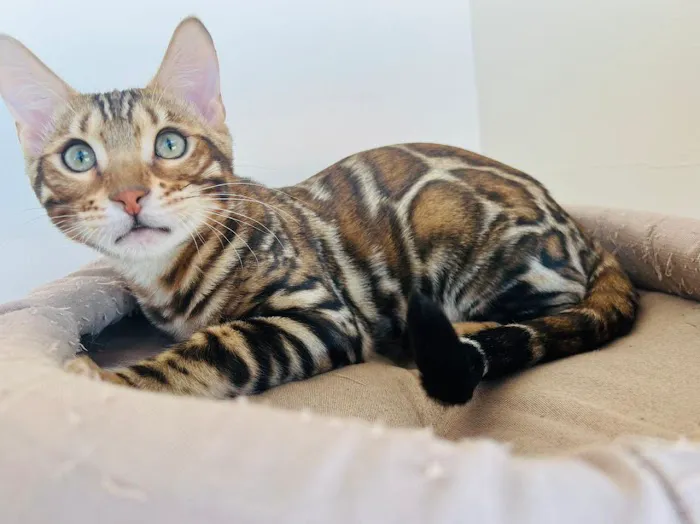Bengal Kittens & Cats For Sale In Florida 3