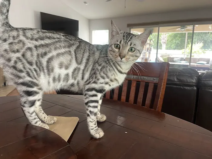 Bengal Kittens & Cats For Sale In Florida 2