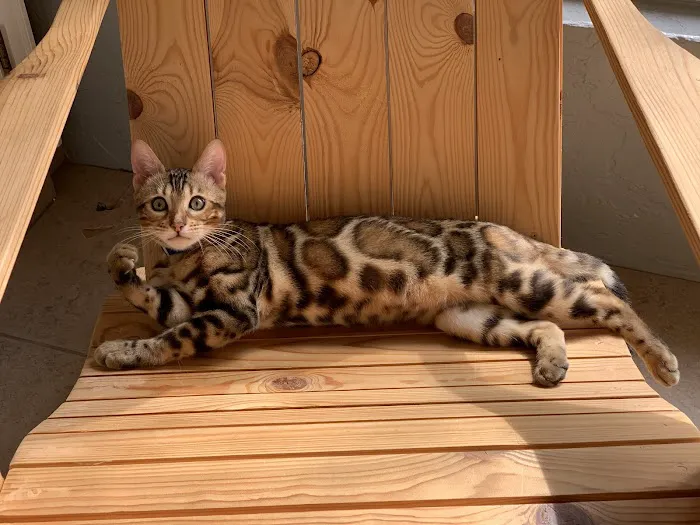 Bengal Kittens & Cats For Sale In Florida 1