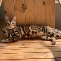 Bengal Kittens & Cats For Sale In Florida ico