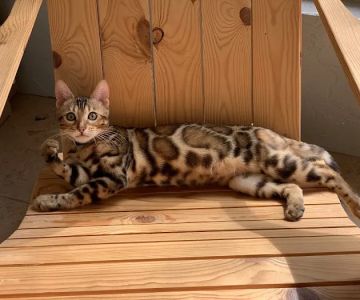 Bengal Kittens & Cats For Sale In Florida