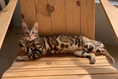 Bengal Kittens & Cats For Sale In Florida